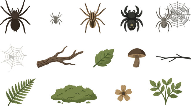 Educational spider identification chart with labeled forest elements like moss fern and branches for nature study