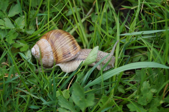 Ślimak