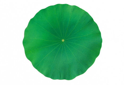 Top view of a fresh green lotus leaf, showing its circular shape and radiating veins, isolated on white background