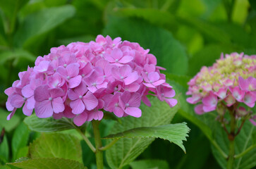 Fototapeta premium Cluster of Hydrangea macrophylla (bigleaf hydrangea) in full bloom . Closeup , outdoors flowering plant with ,vibrant pink petals against backdrop of lush green foliage.