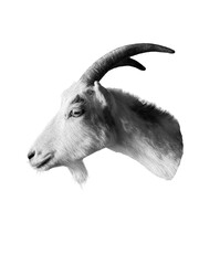Black and white profile portrait of domestic goat head with horns isolated on transparent background, concept of farm animal husbandry © Олег
