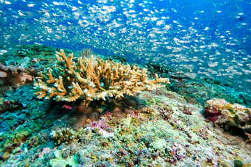 School of fish swimming above coral reef in Maldives © Aleksandr