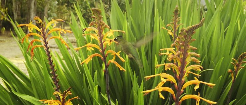 male Austral Hummingbird (Sephanoides sephaniodes or Green-backed Firecrown) Hovering Near an Orange African Flag or cornflag Plant Flowers (Chasmanthe floribunda)