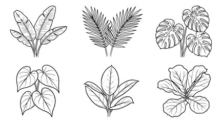 Hand drawn tropical leaves collection, set of 6 botanical line art illustrations, black and white monstera and palm leaf vector sketches for branding © Muhammad Sajjad