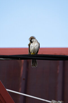 Yellow-vented bulbul (Pycnonotus goiavier) perched on a utility wire with a soft blurred background, showcasing urban wildlife, natural plumage, and tropical bird behavior.
