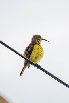 Small yellow-breasted sunbird perched on a utility wire against a bright overcast sky, showcasing colorful plumage, curved beak, and natural wildlife behavior with ample copy space.