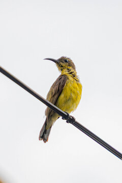 Small yellow-breasted sunbird perched on a utility wire against a bright overcast sky, showcasing colorful plumage, curved beak, and natural wildlife behavior with ample copy space.