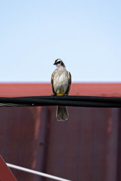 Yellow-vented bulbul (Pycnonotus goiavier) perched on a utility wire with a soft blurred background, showcasing urban wildlife, natural plumage, and tropical bird behavior.