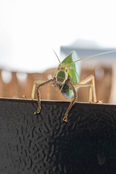Close-up front view of a leaf-mimicking katydid resting on a railing, highlighting intricate camouflage, long antennae, and detailed facial features against a soft blurred background.