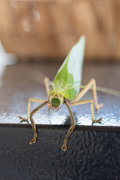 Close-up front view of a leaf-mimicking katydid resting on a railing, highlighting intricate camouflage, long antennae, and detailed facial features against a soft blurred background.