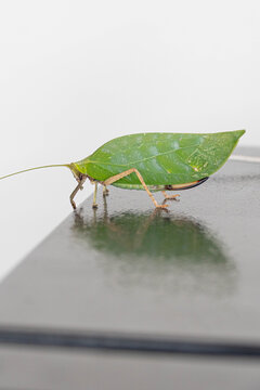 Leaf-mimicking katydid resting on a smooth surface, displaying remarkable camouflage, detailed leaf-like wings, long antennae, and natural insect adaptation in close-up.