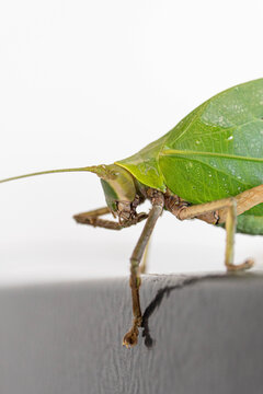 Close-up front view of a leaf-mimicking katydid resting on a railing, highlighting intricate camouflage, long antennae, and detailed facial features against a soft blurred background.