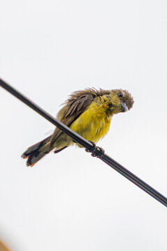 Small yellow-breasted sunbird perched on a utility wire against a bright overcast sky, showcasing colorful plumage, curved beak, and natural wildlife behavior with ample copy space.