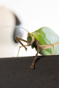 Close-up front view of a leaf-mimicking katydid resting on a railing, highlighting intricate camouflage, long antennae, and detailed facial features against a soft blurred background.