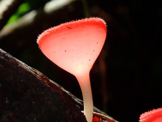 Close-up of pink cup fungus (Cookeina sulcipes) glowing in the damp tropical rainforest. © Amonrat