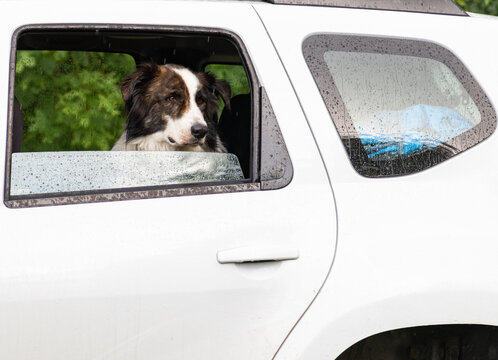 white dog sitting on back seat of white car