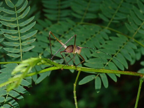 grasshopper on a leaf