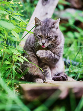 Gray tabby cat sitting on wooden plank in grass. Cat looks alert, surrounded by green plants. Wooden post stands beside cat. Scene shows outdoor garden setting