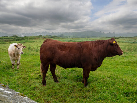 Healthy looking cows rest in a grassy field under cloudy skies.. Tall green grass surrounds them. Distant hills and trees appear in the background. The scene feels calm and serene. Farming industry.