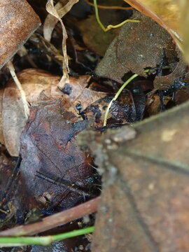 autumn leaves on the ground