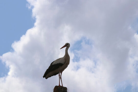 cigogne 