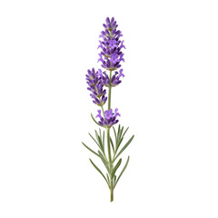 Obraz premium Single stem of vibrant purple lavender blossom with purple florets on transparent background