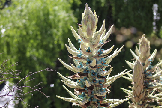 Puya alpestris