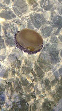 Cotylorhiza tuberculata (fried egg jellyfish) swimming in clear waters.