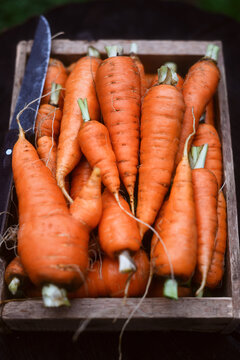 Organic carrots piled in wooden box on dark rustic table. Local farm vegetables, clean eating and seasonal harvest concept