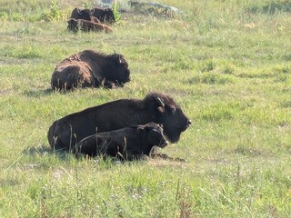 buffalo in the grass © Morgan D.