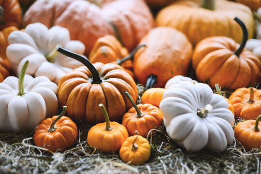 Close-up of assorted pumpkins in various shapes and autumn colors. Seasonal display perfect for fall harvest, Thanksgiving table, or Halloween background