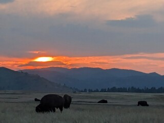 buffalo in the sunset © Morgan D.