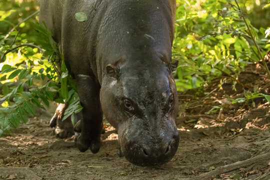 Pygmy hippopotamus Choeropsis liberiensis