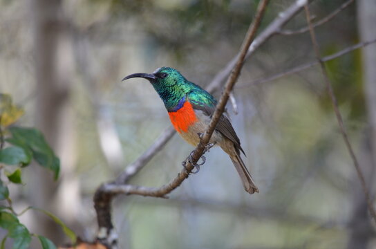 Male Greater Double-collared Sunbird perched on a tree branch, South Africa.