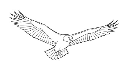 Obraz premium eagle in flight silhouette bird wing feather