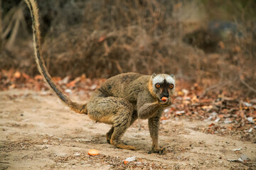 Obraz premium Common brown lemur Eulemur fulvus with orange eyes.