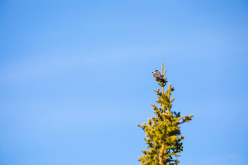Boreal Chickadee perched on top of tree against blue sky © Alyssa