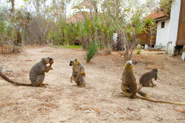 Obraz premium brown lemurs takes food from a man's hand in Madagascar