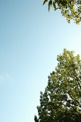 Fototapeta premium Low angle view of trees against blue sky
