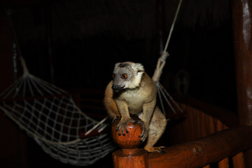 Obraz premium Lemur mischiefs on veranda bungalow and waits for food