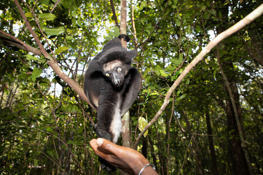 Lemur Indri indri, babakoto largest lemur from Madagascar