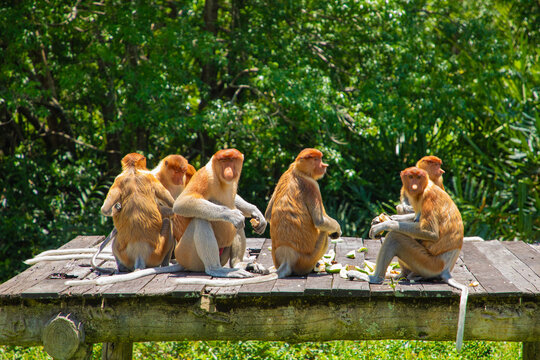 Proboscis Monkey Nasalis larvatus in mangrove rain forest