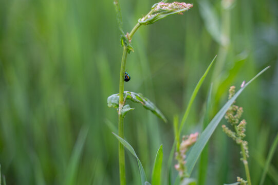 A leaf beetle (Chrysomelidae) on a green plant