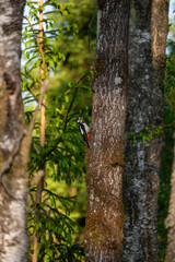 Fototapeta premium A woodpecker sits on a tree trunk at the nesting site