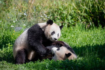 cheerful playing pandas on green lawn © Elena