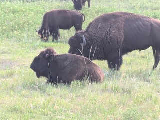 buffalo in the grass © Morgan D.