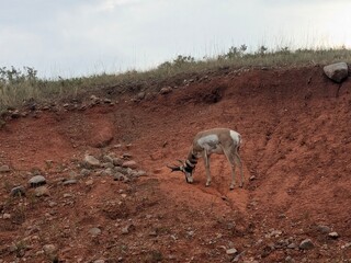 antelope grazing minerals  © Morgan D.