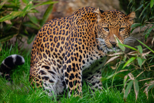 Male Javan leopard Panthera pardus melas of Java, Indonesia.