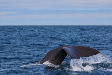 Sperm Whale Tale © Ignacio