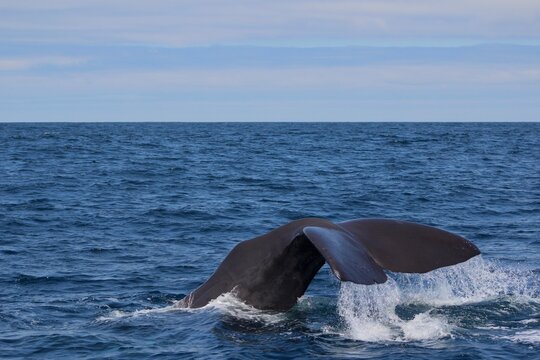 Sperm Whale Tale